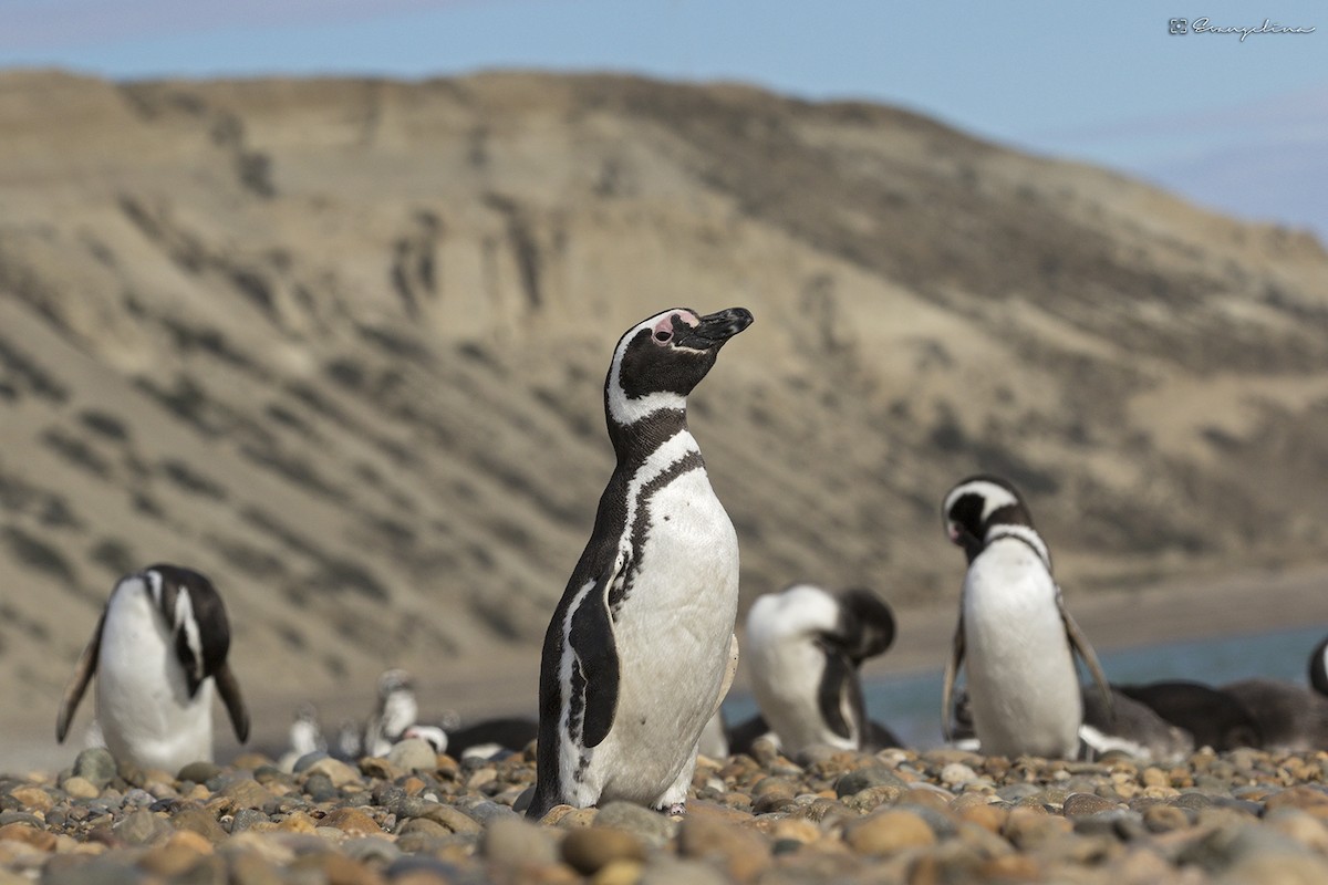 Magellanic Penguin - Evangelina Indelicato