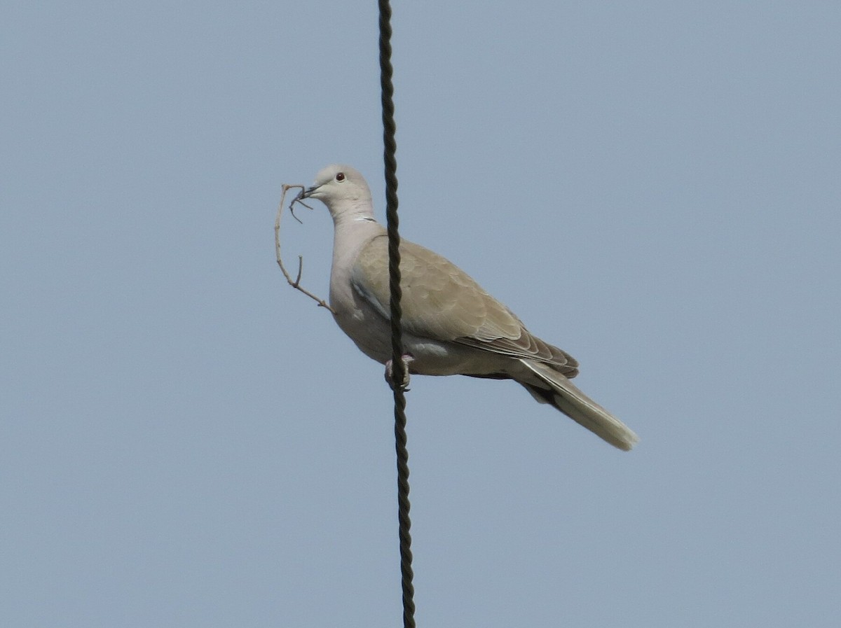 Eurasian Collared-Dove - ML147454141