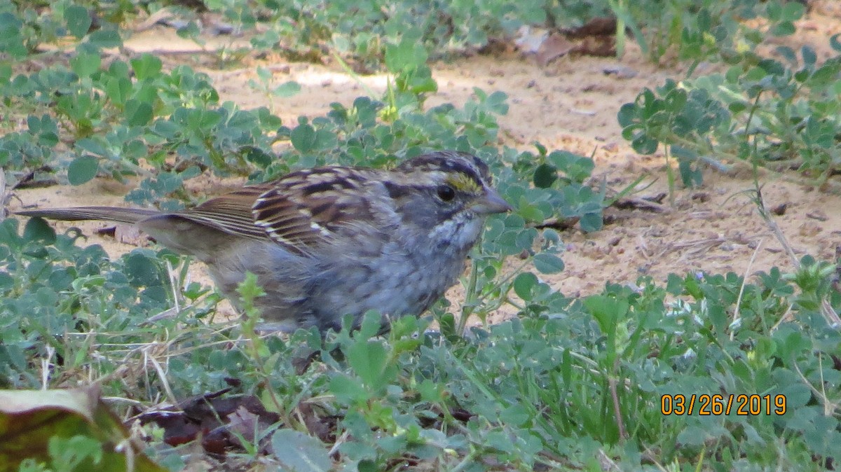 White-throated Sparrow - JOHN KIRK