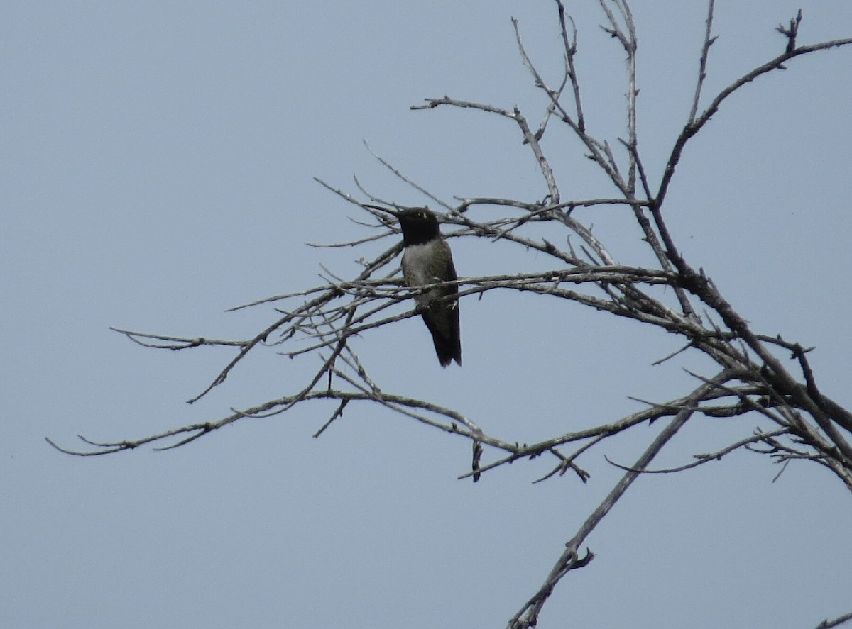 Black-chinned Hummingbird - ML147454511