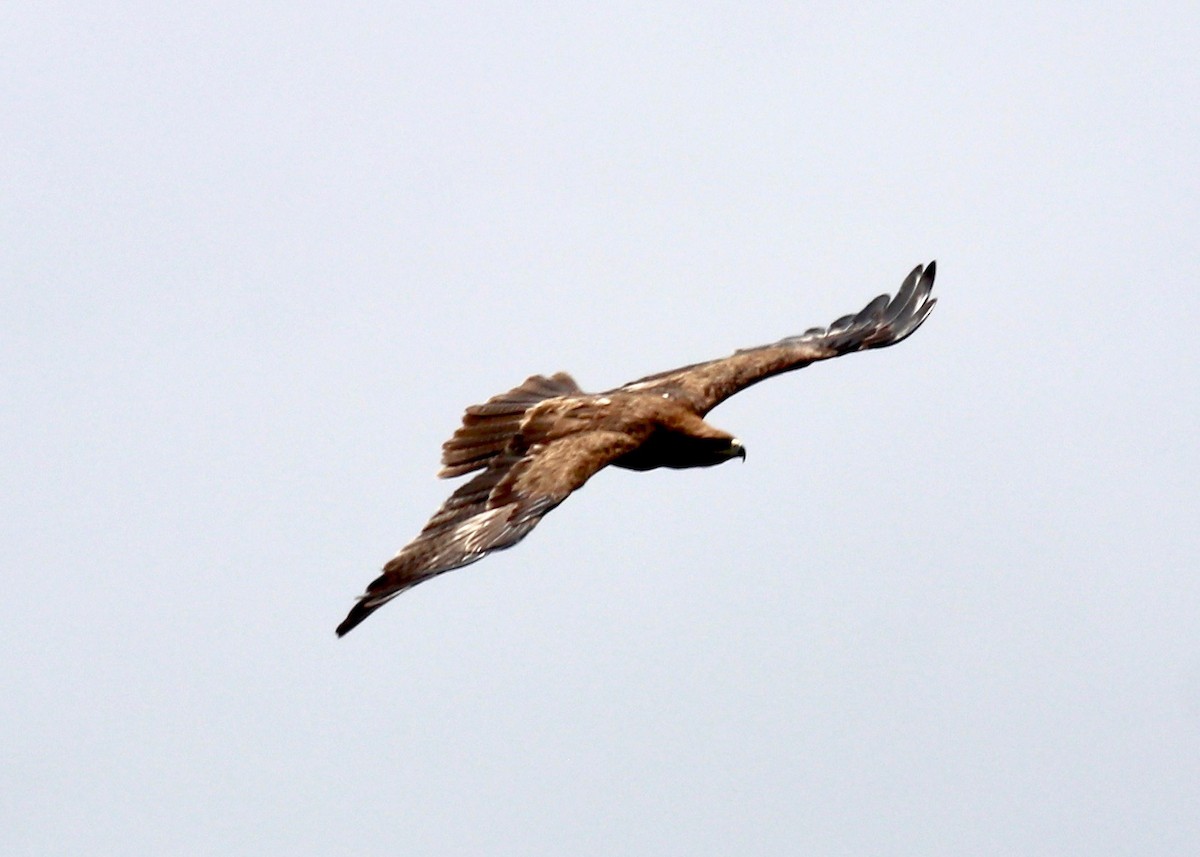 Lesser Spotted Eagle - ML147455881