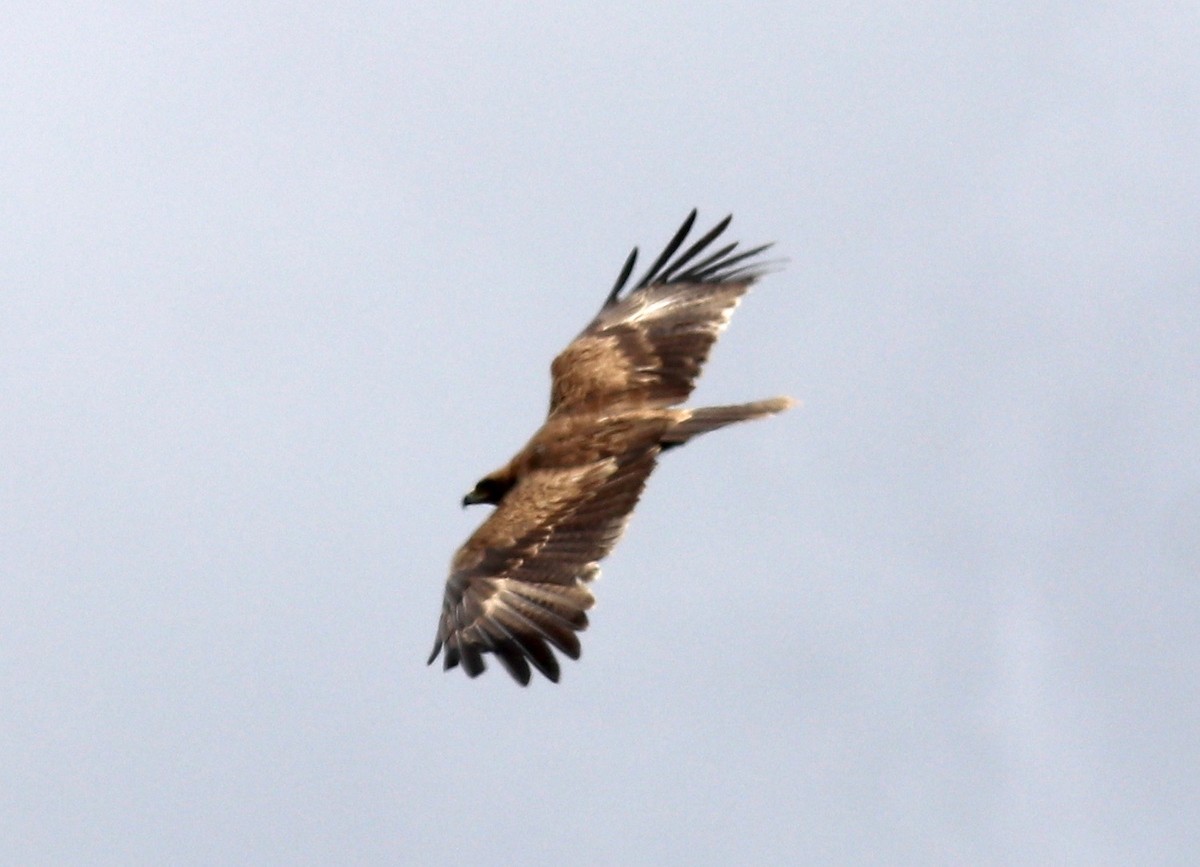 Lesser Spotted Eagle - ML147455891