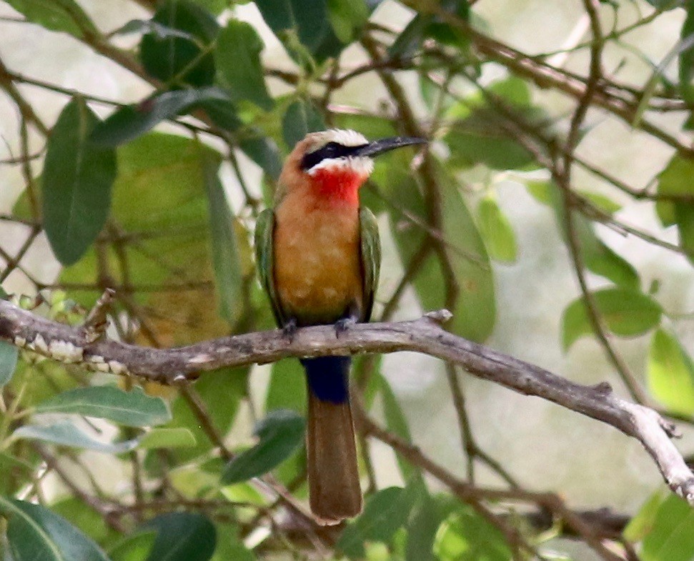White-fronted Bee-eater - ML147456081