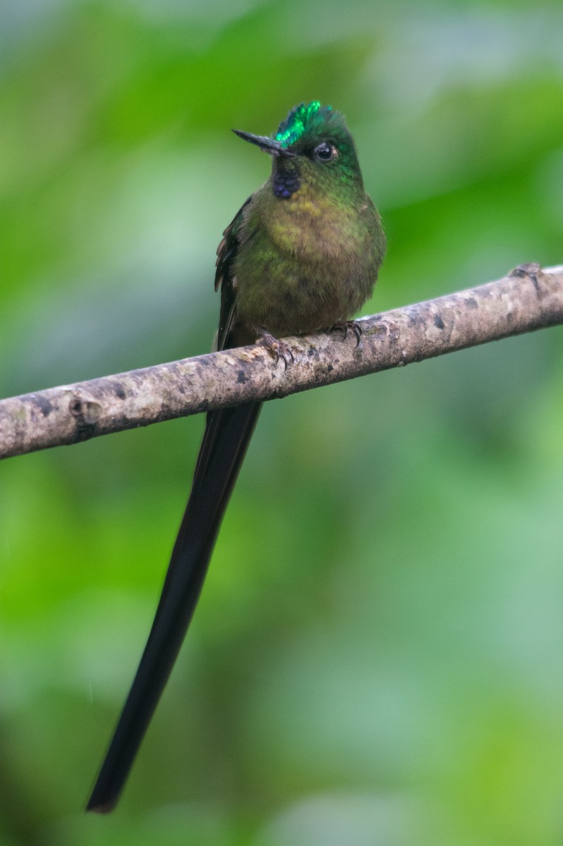 Violet-tailed Sylph - ML147456241