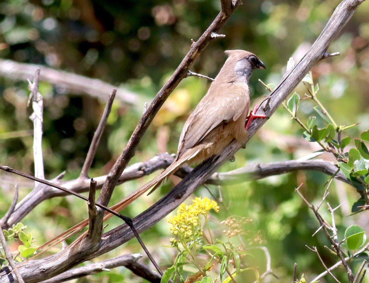 Speckled Mousebird - ML147456281