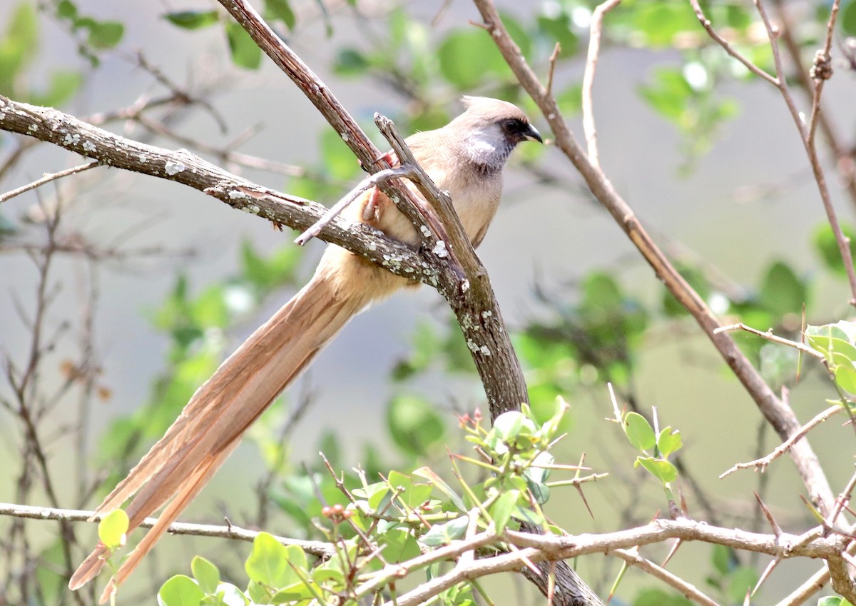 Speckled Mousebird - ML147456321