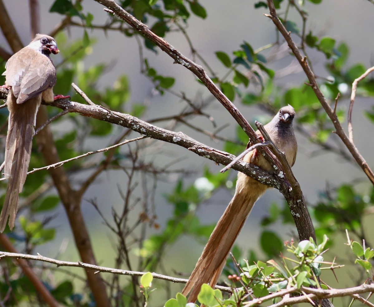 Speckled Mousebird - ML147456381