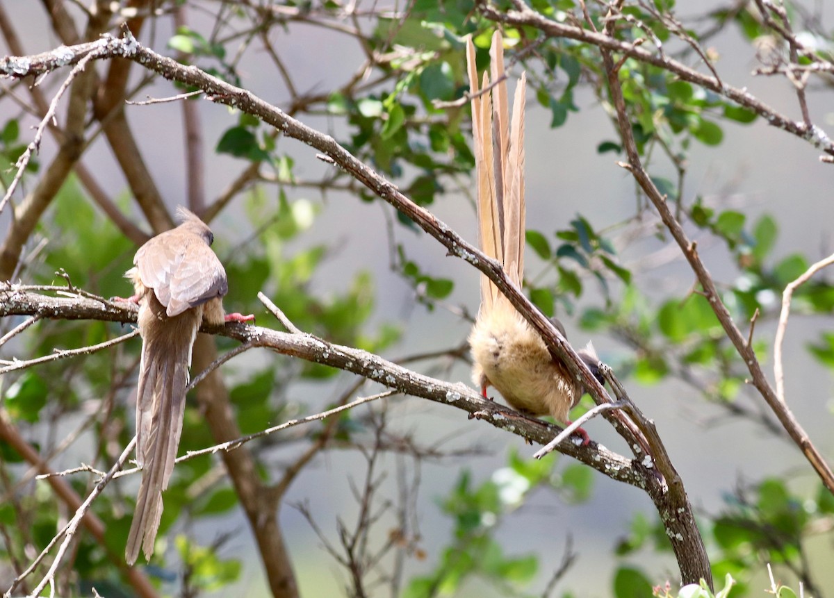 Speckled Mousebird - ML147456421
