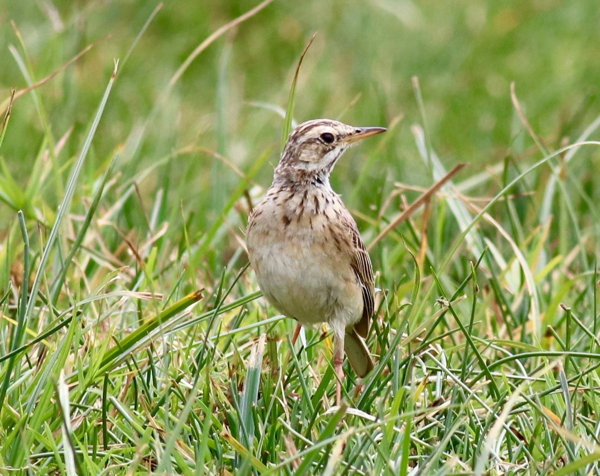 African Pipit - ML147456611