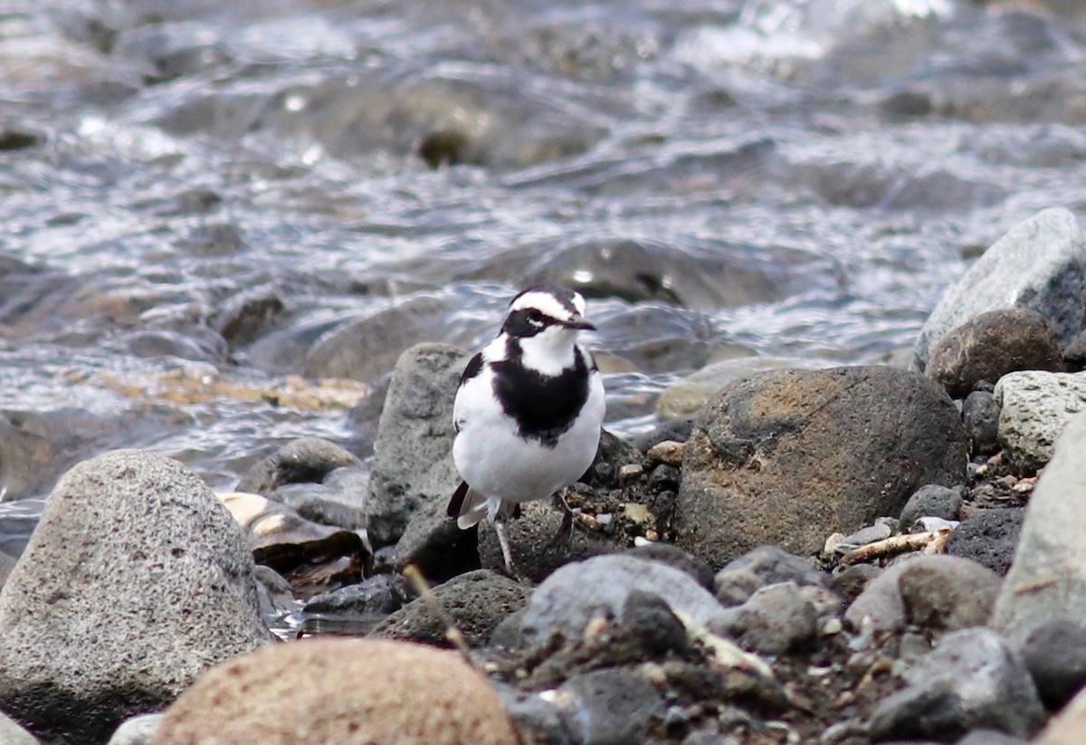 African Pied Wagtail - ML147456731