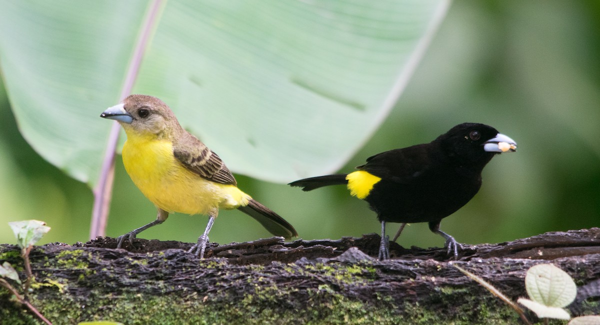 Flame-rumped Tanager (Lemon-rumped) - ML147456741