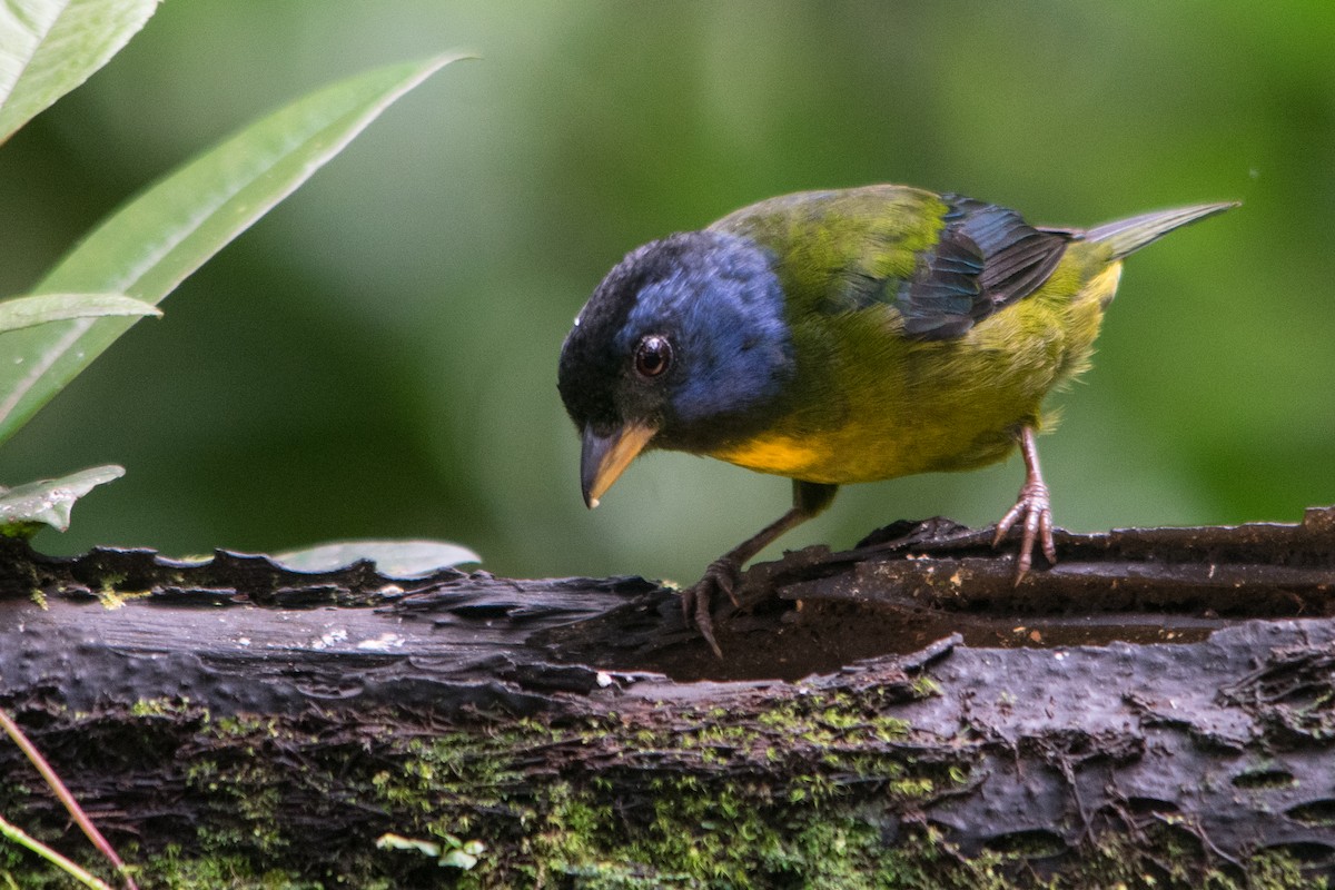 Moss-backed Tanager - ML147456801