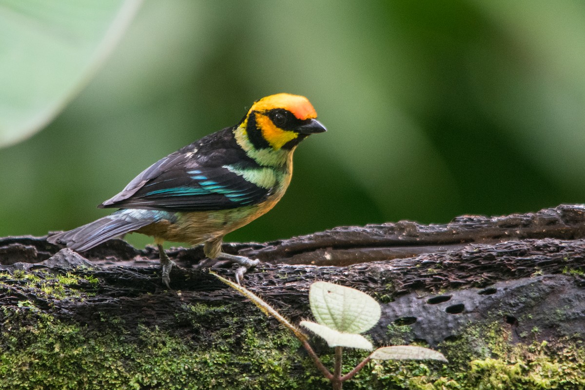 Flame-faced Tanager (Yellow-faced) - ML147456851