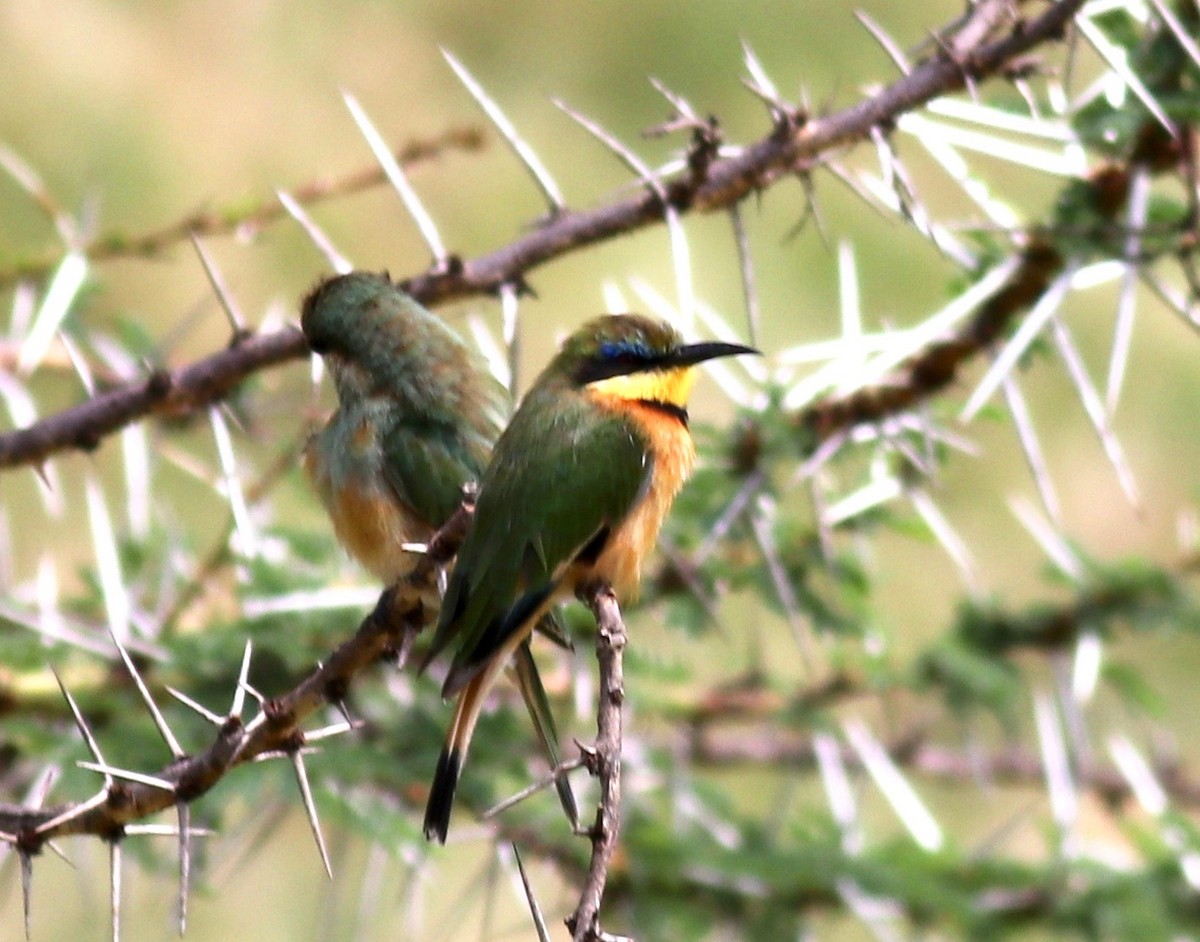 Little Bee-eater - Charlie   Nims