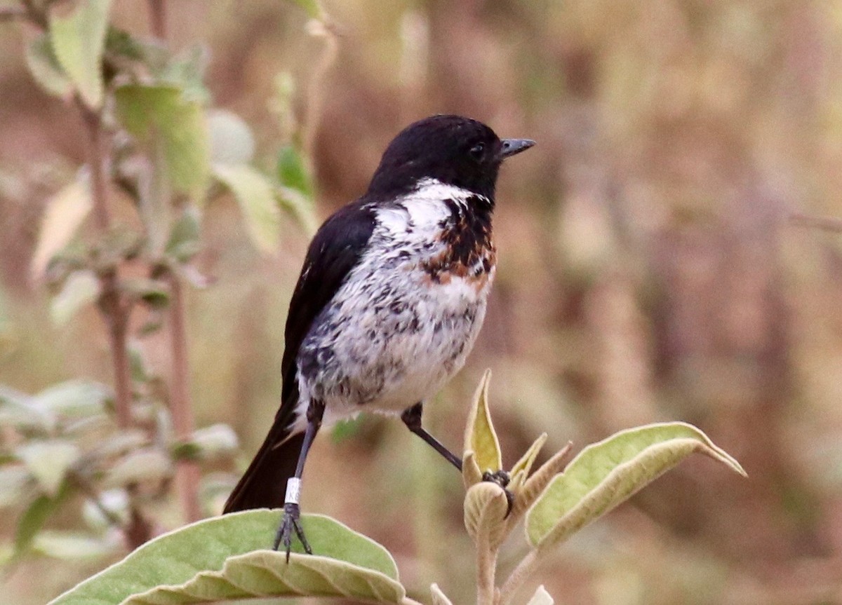 African Stonechat - ML147457241