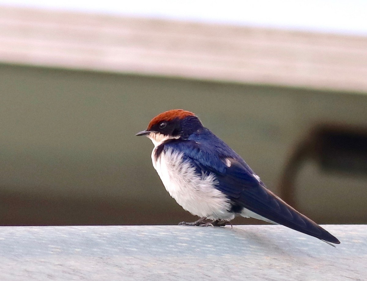 Wire-tailed Swallow - ML147457371