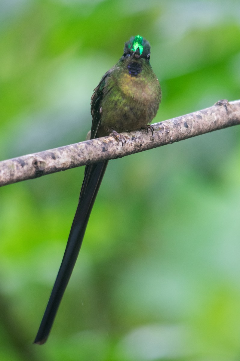 Violet-tailed Sylph - ML147458031