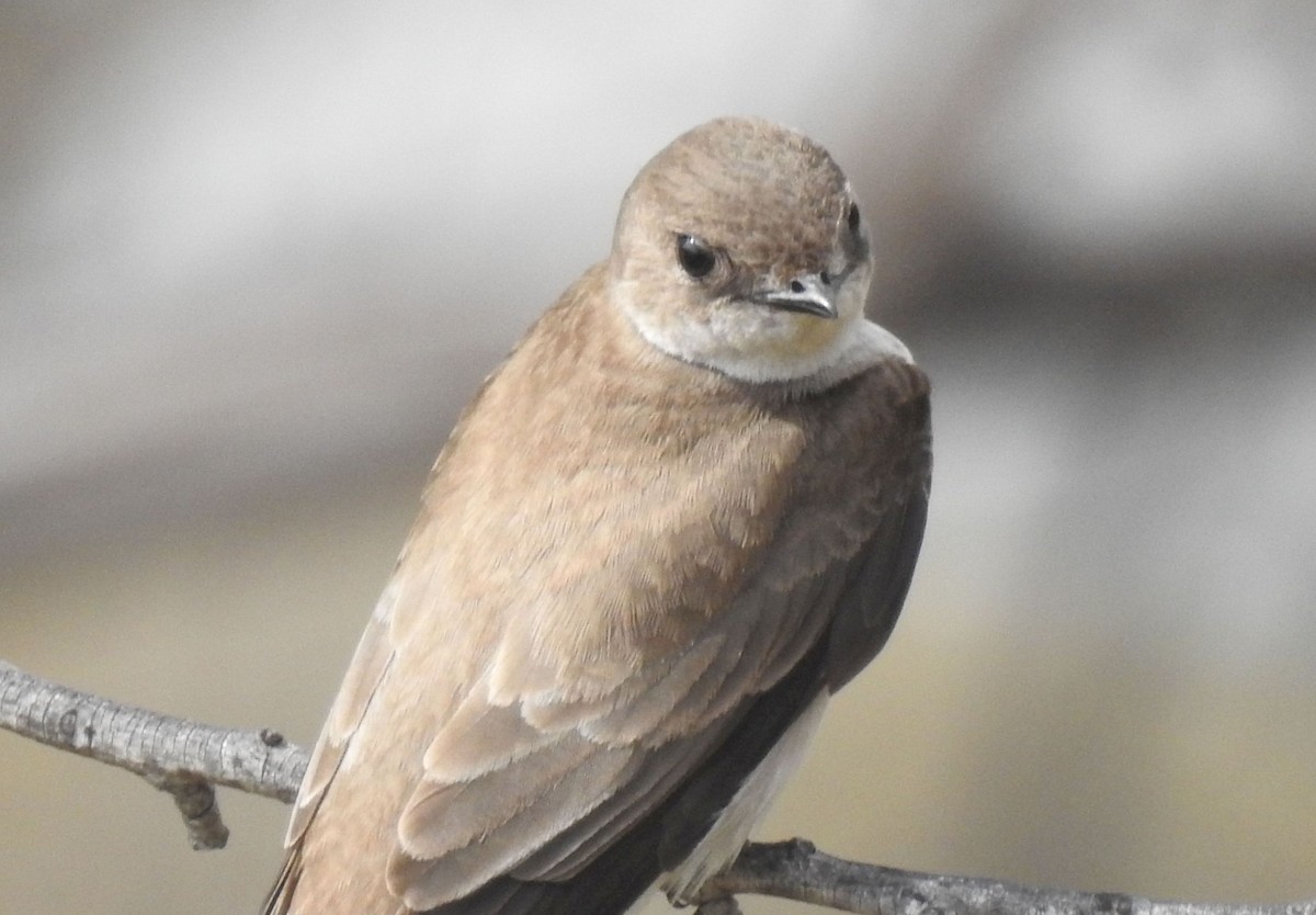 Northern Rough-winged Swallow - ML147458551