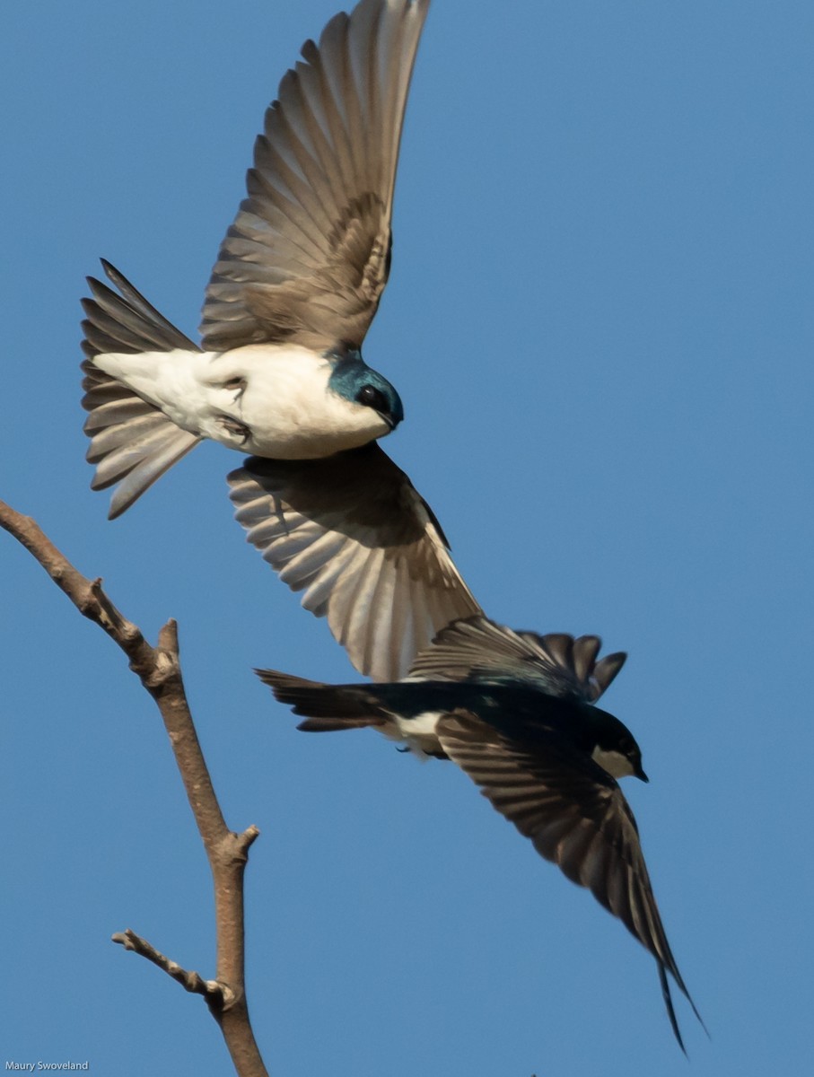 Tree Swallow - Maury Swoveland