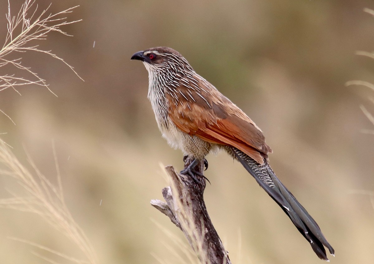 White-browed Coucal - ML147463261