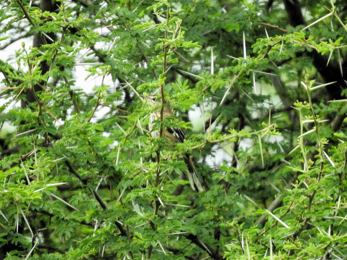 hvitbrynkrattskvett (leucophrys gr.) - ML147463491