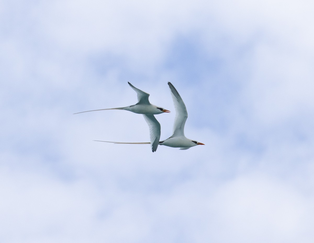 White-tailed Tropicbird - ML147463561