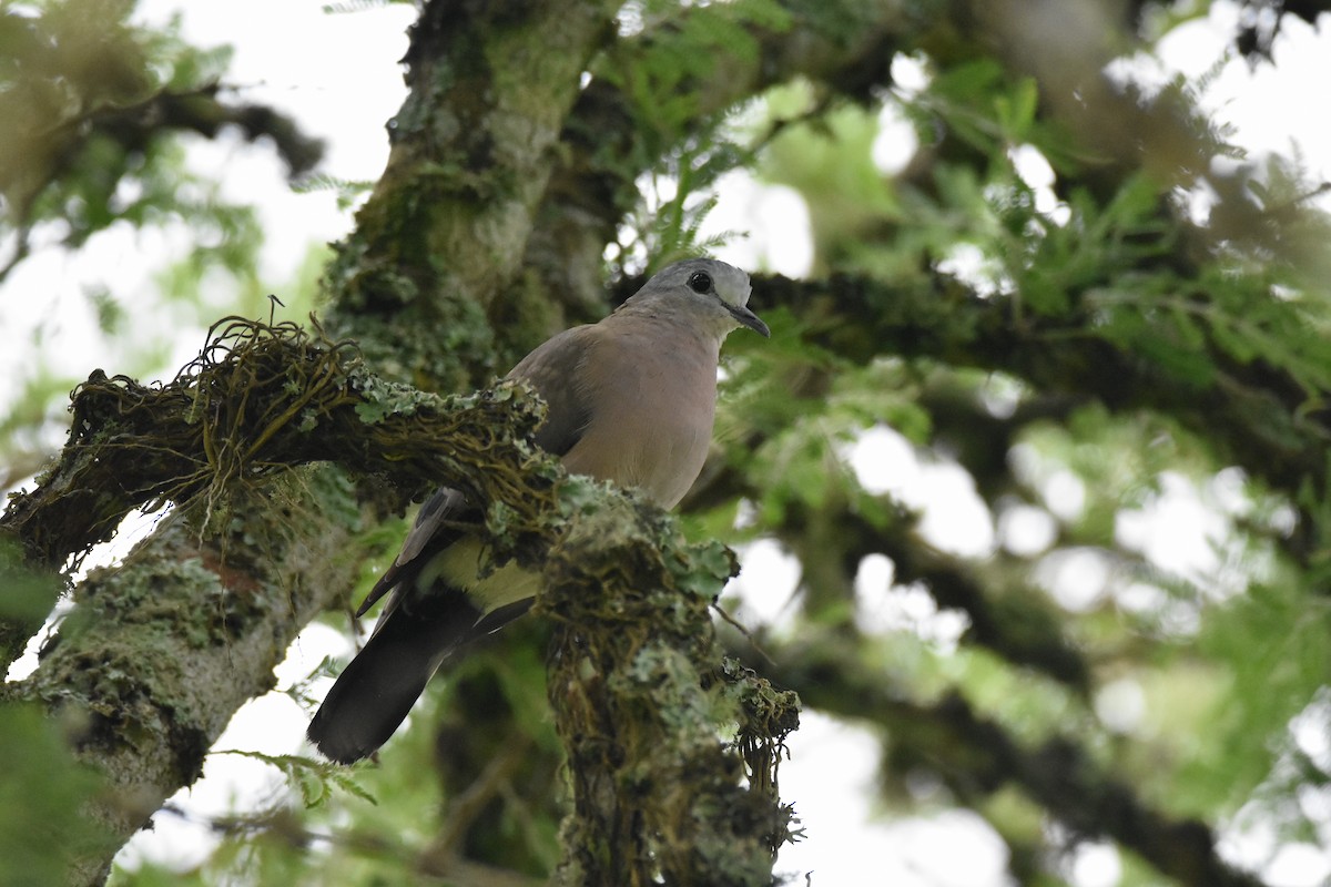 Emerald-spotted Wood-Dove - ML147465471