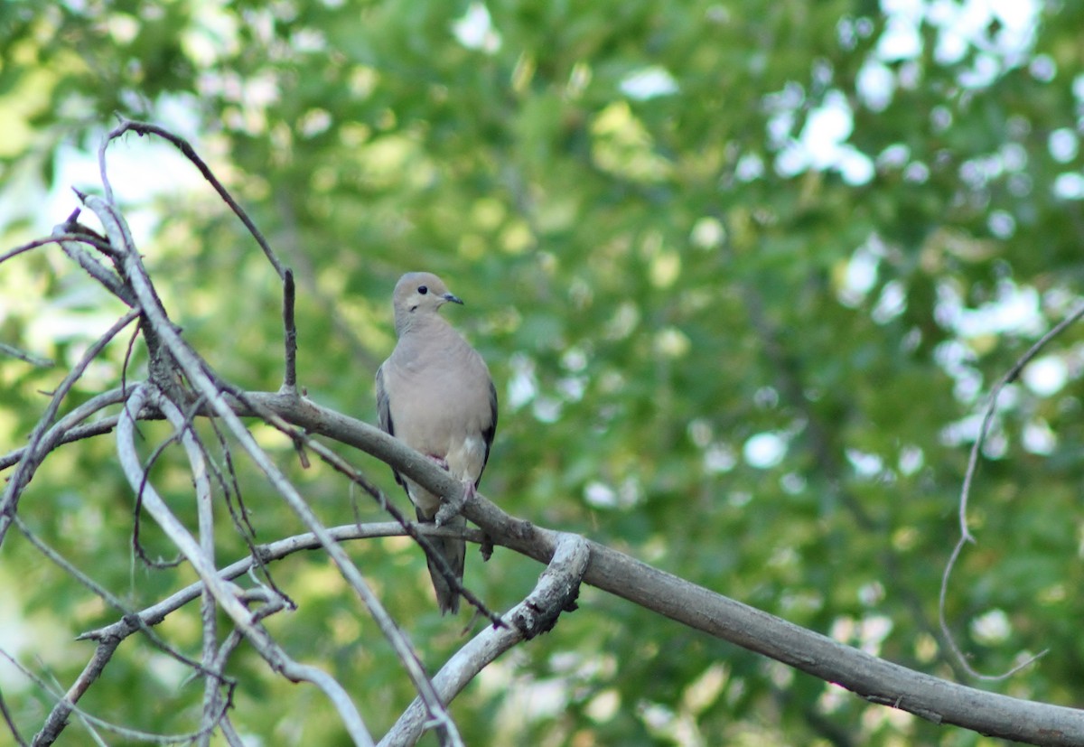 Mourning Dove - Jared Peck