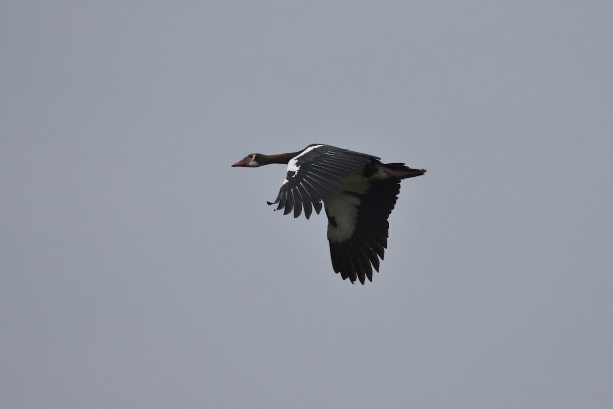 Spur-winged Goose - ML147465581