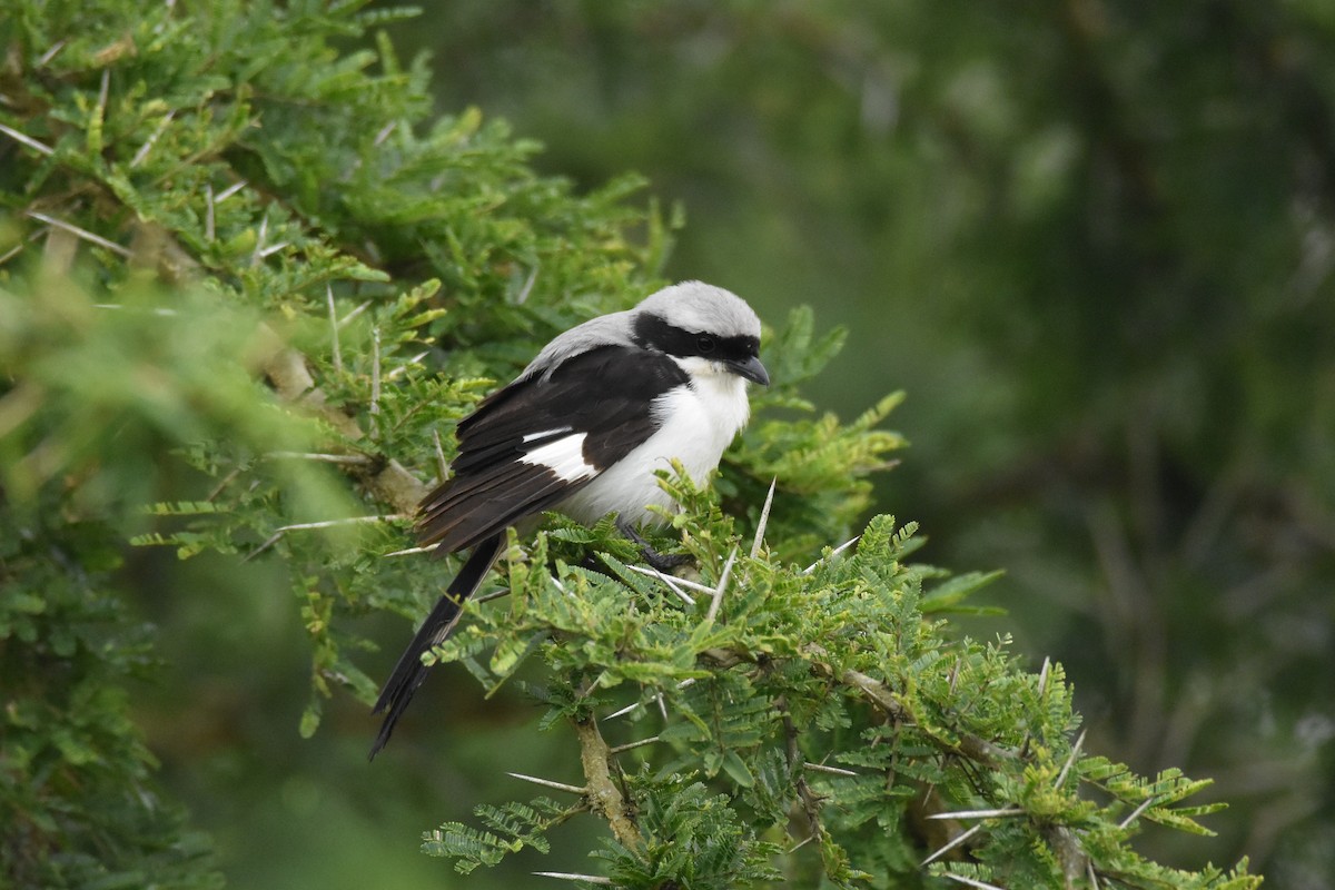 Gray-backed Fiscal - ML147466151