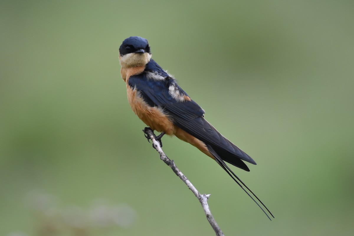 Rufous-chested Swallow - ML147466281