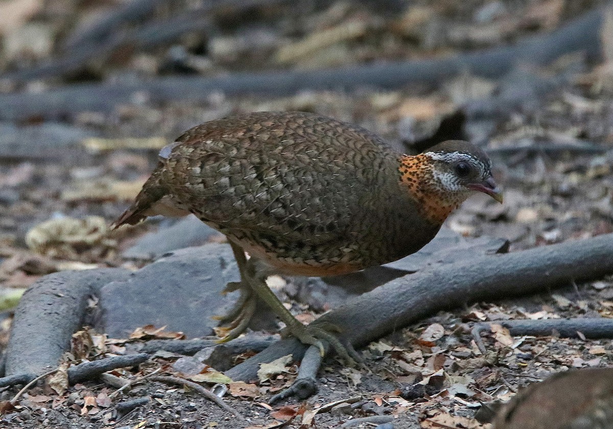 Scaly-breasted Partridge - ML147469771