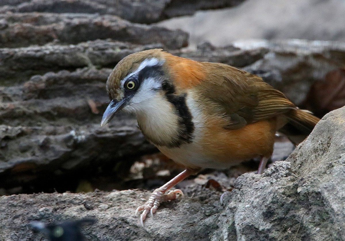 Lesser Necklaced Laughingthrush - Tim Avery