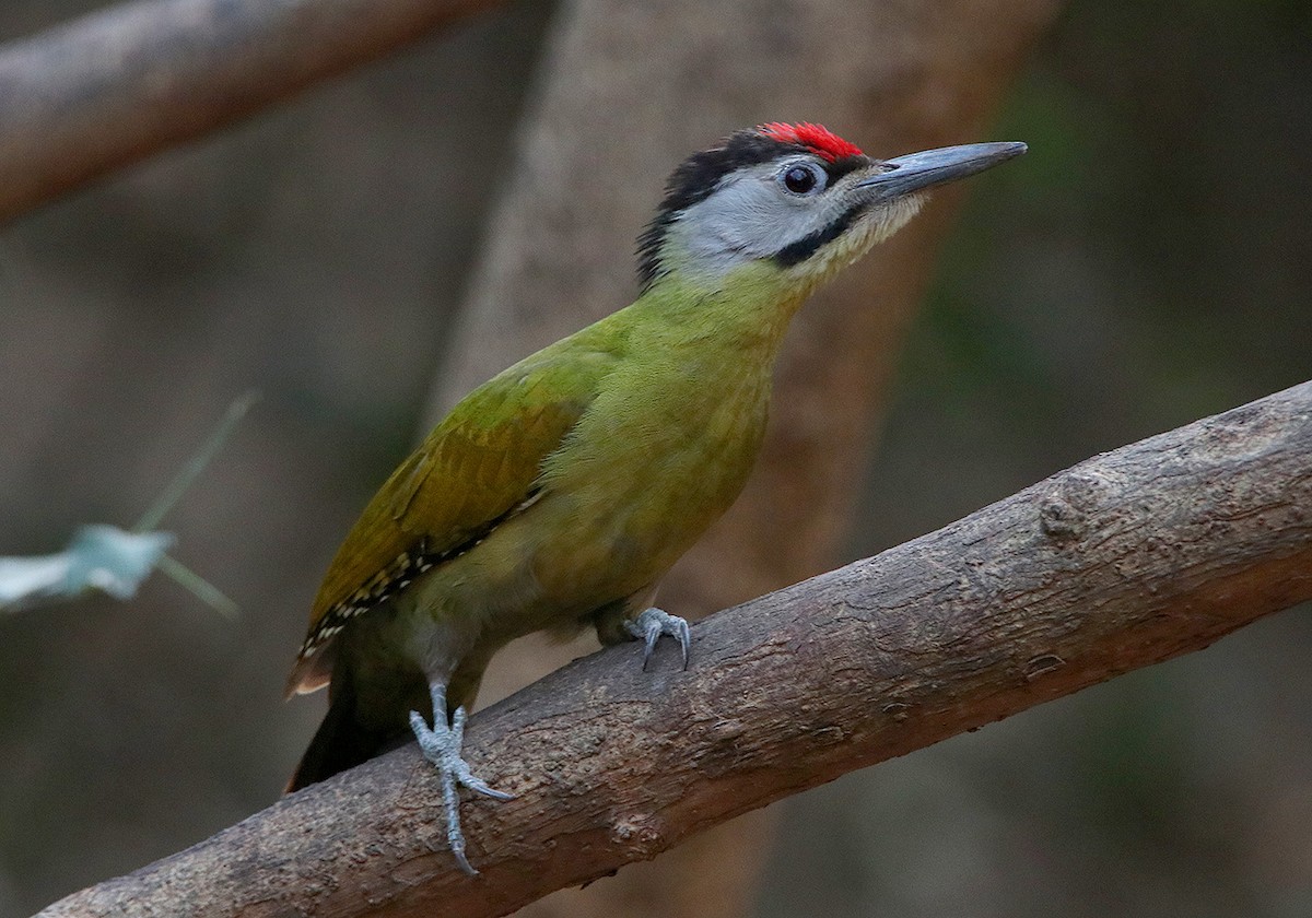 Gray-headed Woodpecker - ML147470851