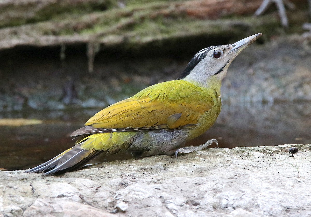 Gray-headed Woodpecker - ML147470871