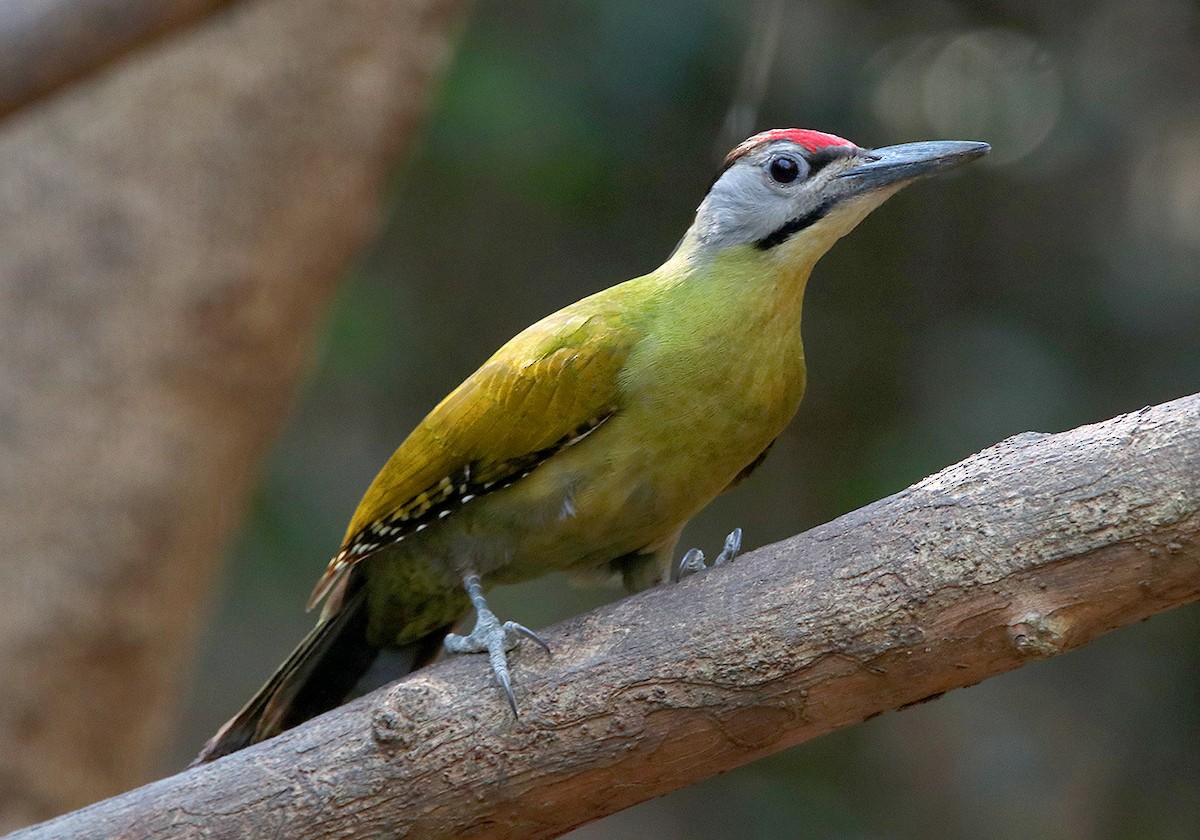 Gray-headed Woodpecker - ML147470881