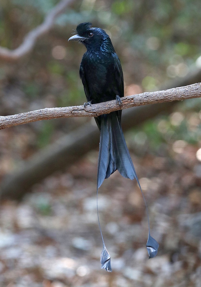Greater Racket-tailed Drongo - ML147471311