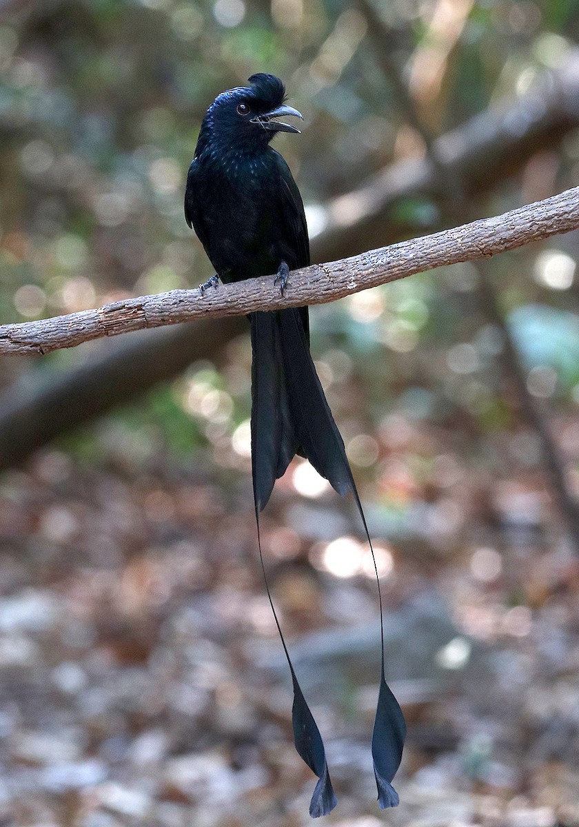 Greater Racket-tailed Drongo - ML147471331