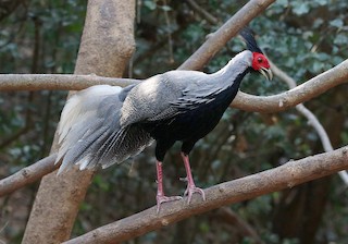 Kalij Pheasant, ML147471411
