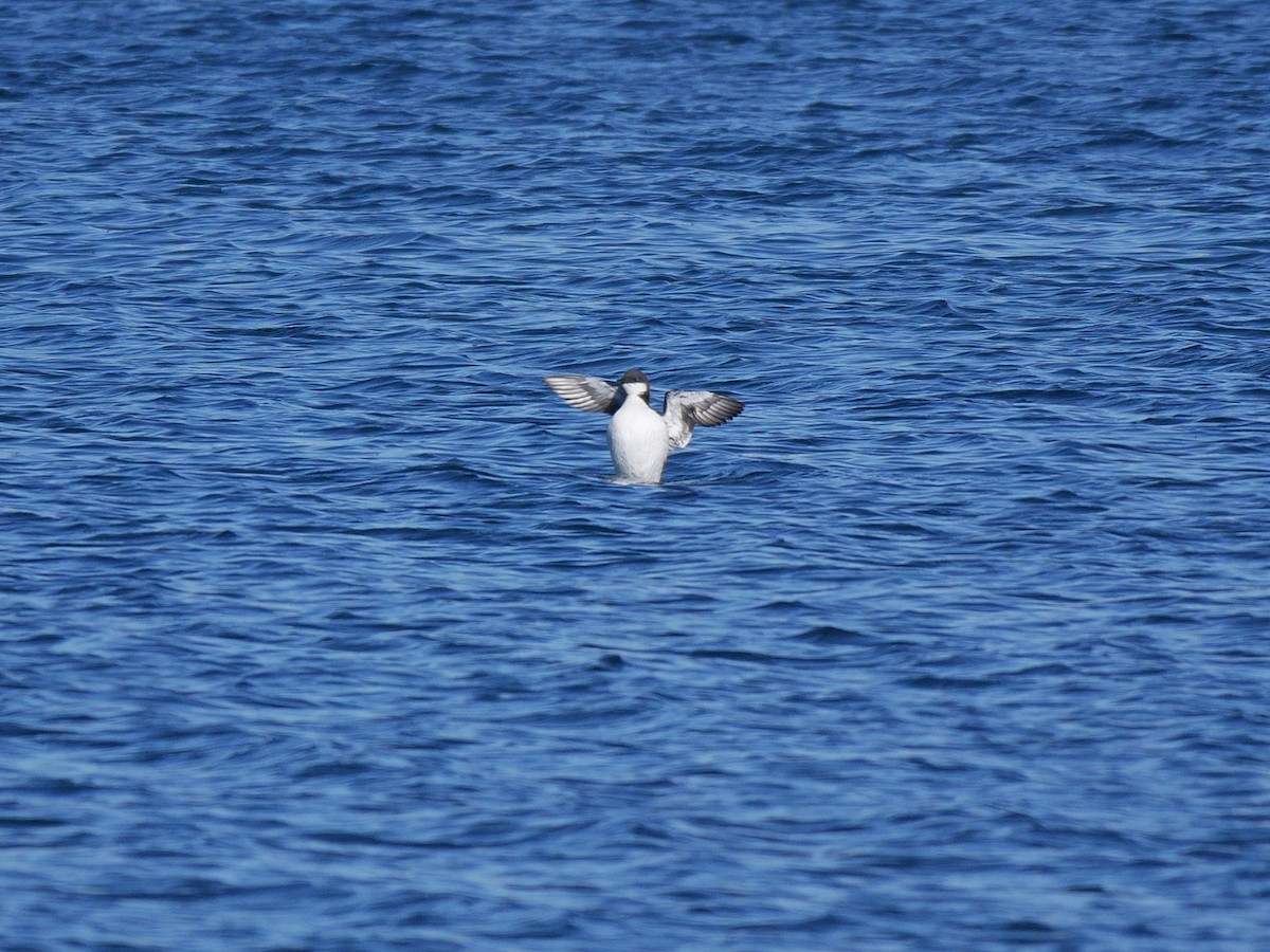 Thick-billed Murre - Rob Edsall