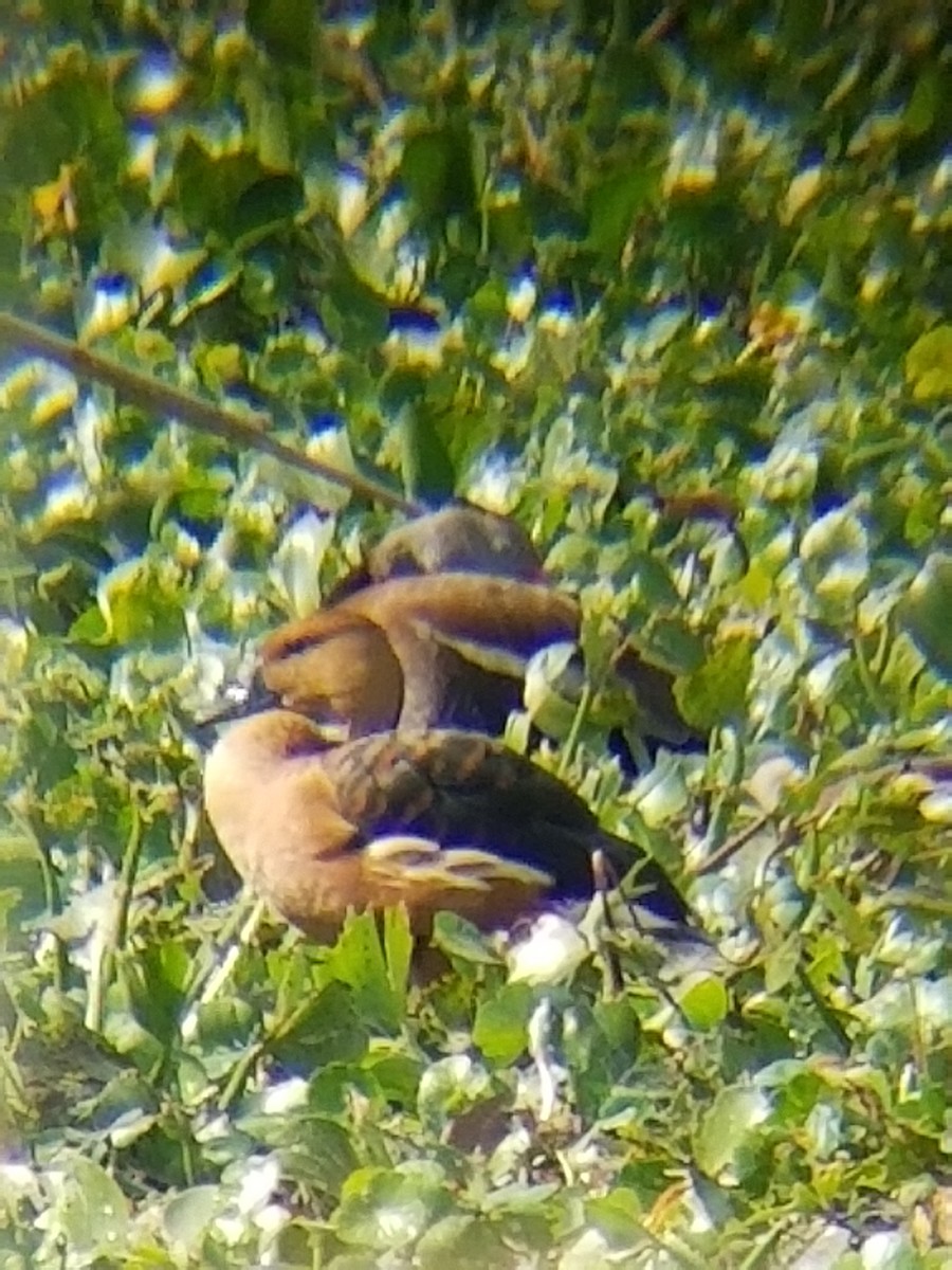 Fulvous Whistling-Duck - ML147473191