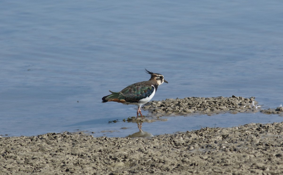 Northern Lapwing - Andrew Steele