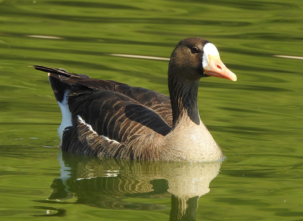 Greater White-fronted Goose - ML147473911