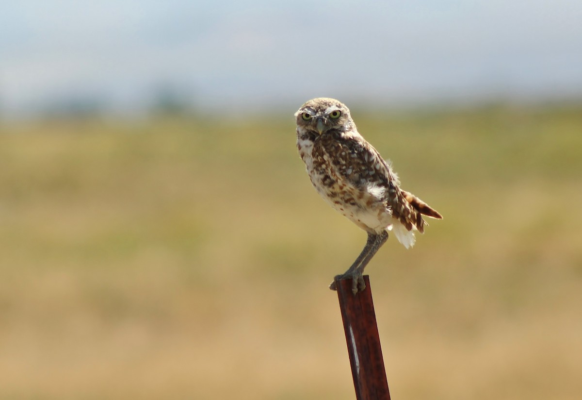 Burrowing Owl - Jared Peck