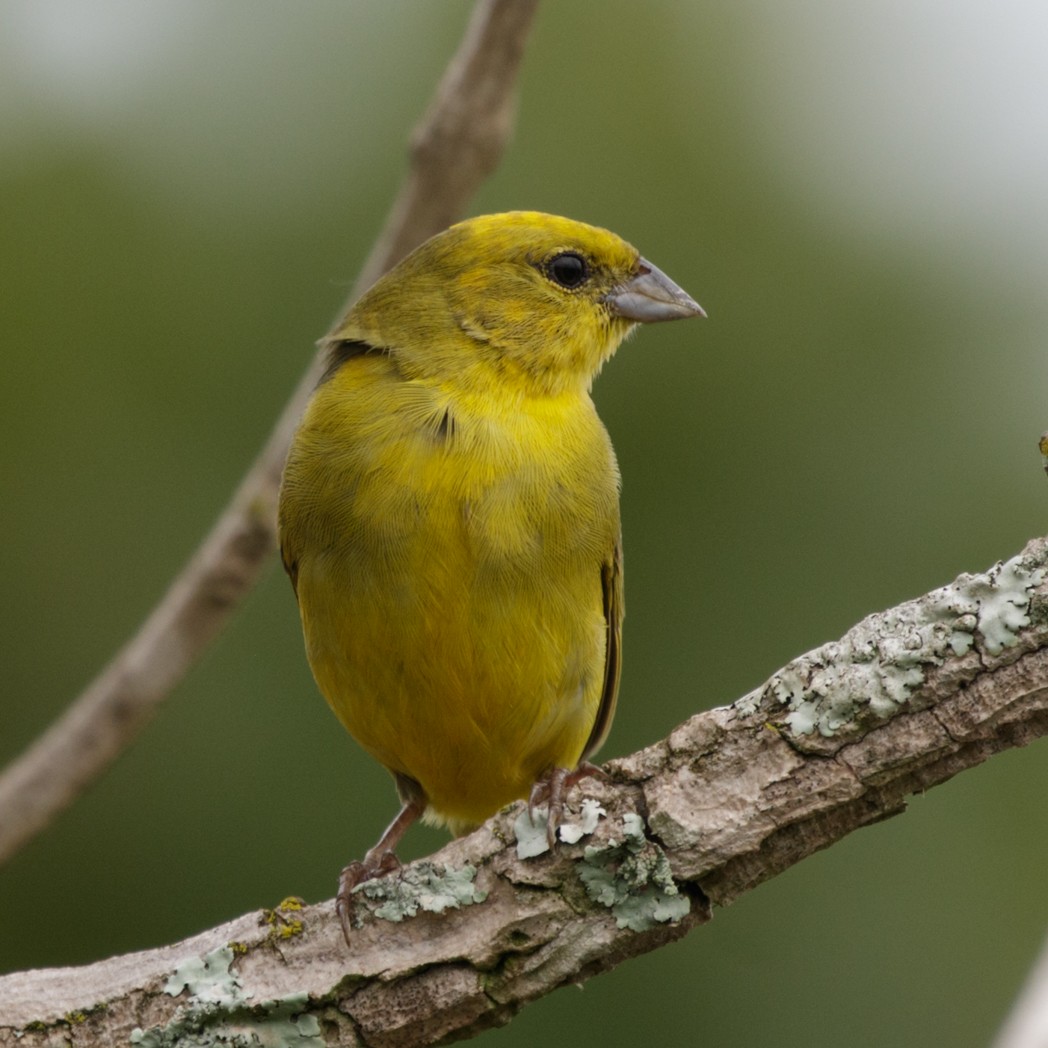 Stripe-tailed Yellow-Finch - ML147475391