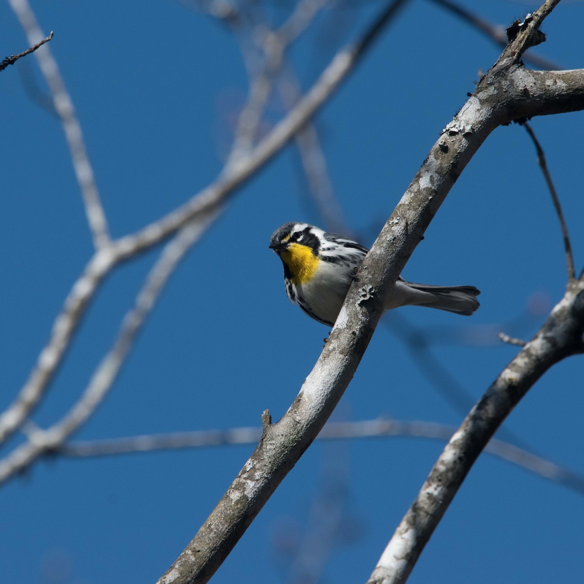 Yellow-throated Warbler - Lisa Dellwo