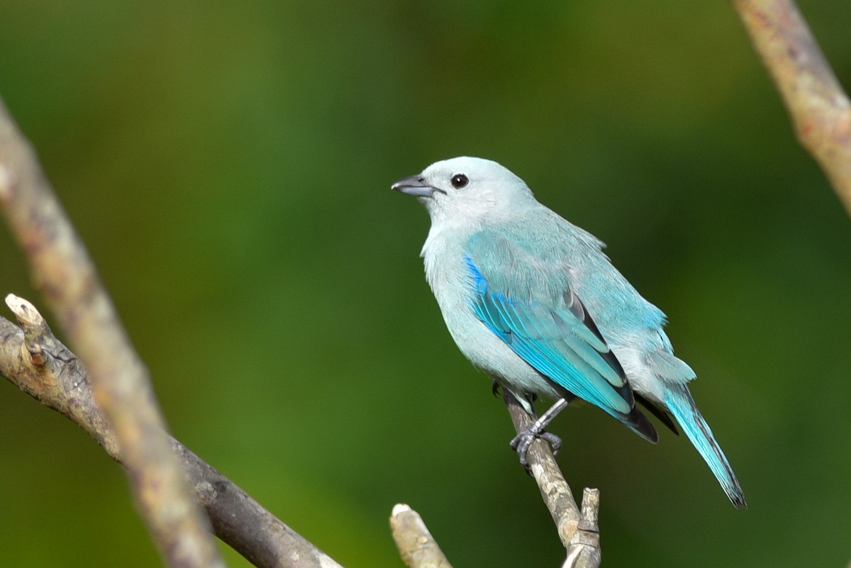 Blue-gray Tanager - ML147477951