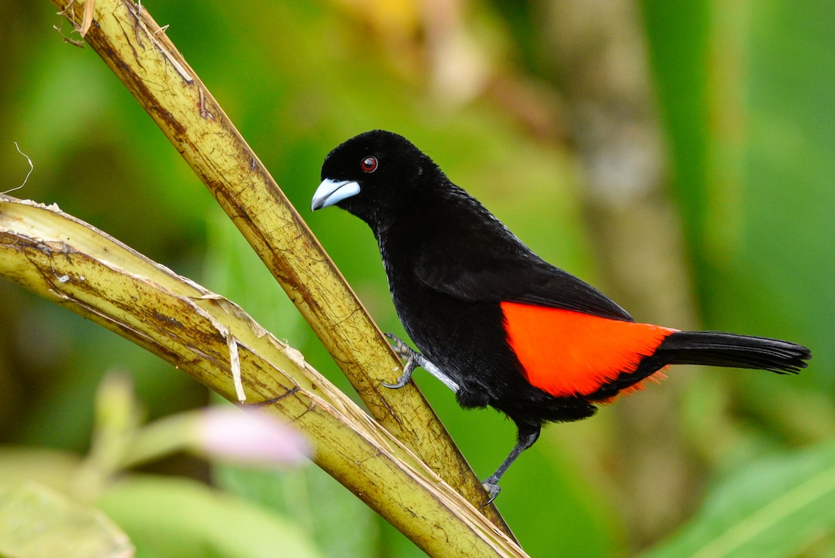 Scarlet-rumped Tanager (Passerini's) - ML147477971
