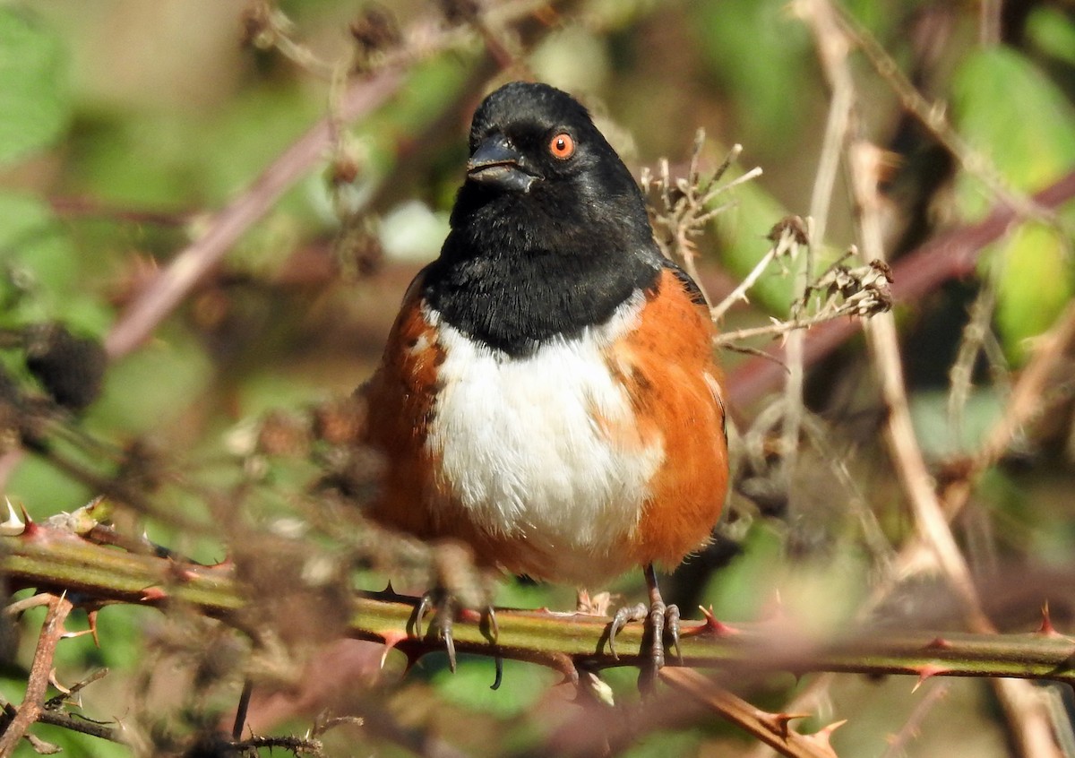 Spotted Towhee - ML147479991