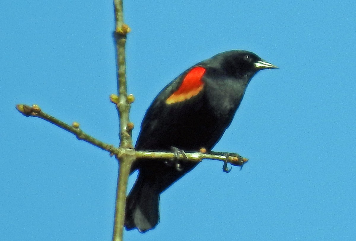 Red-winged Blackbird - ML147480131